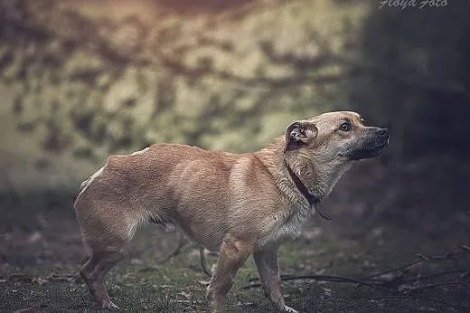 Kapselek - stracił łapkę ale nadal chce żyć i być 