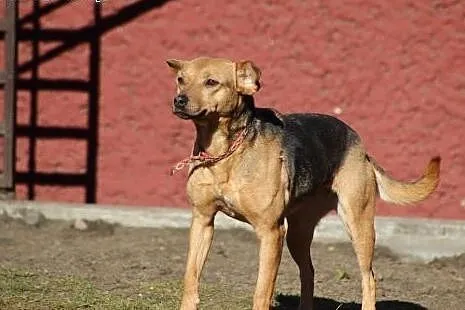 Spokojna, młoda Suzi, drobna suczka szuka domu!,  