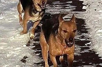 Spokojna, młoda Suzi, drobna suczka szuka domu!,  