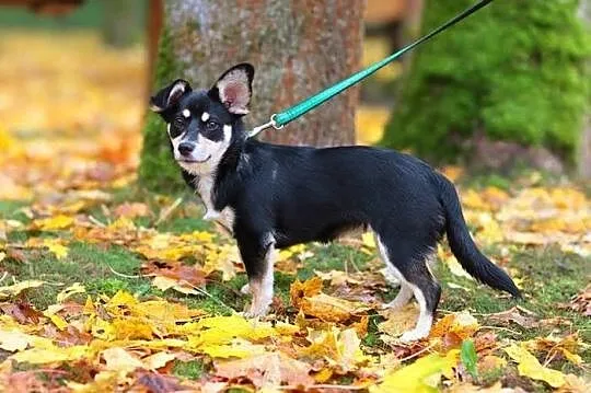 Maluśka, czteromiesięczna dziecina - Petka :)