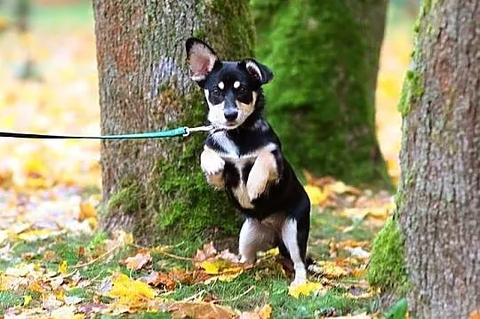 Maluśka, czteromiesięczna dziecina - Petka :)