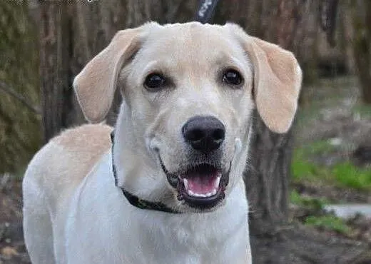 Wally-młodziutki labrador szuka domu, śląskie Rud