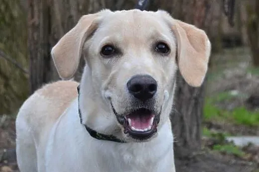 Wally-młodziutki labrador szuka domu,  śląskie Rud