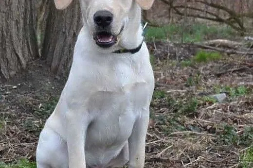 Wally-młodziutki labrador szuka domu,  śląskie Rud