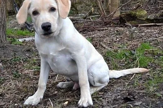 Wally-młodziutki labrador szuka domu,  śląskie Rud