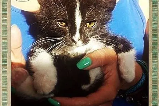 Śliczny Kocurek do adopcji,  mazowieckie Warszawa