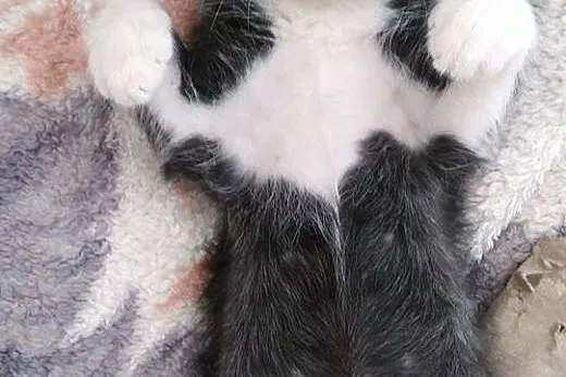 Śliczny Kocurek do adopcji,  mazowieckie Warszawa