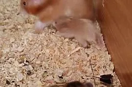 Małe chomiczki syryjskie długowłose