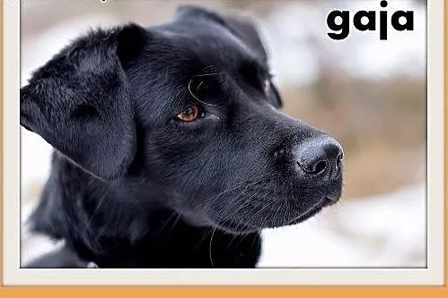 GAJA,średnia,15kg,wielkości gończego,łagodna,wesoła suczka.ADOPCJA,  dolnośląskie Wrocław