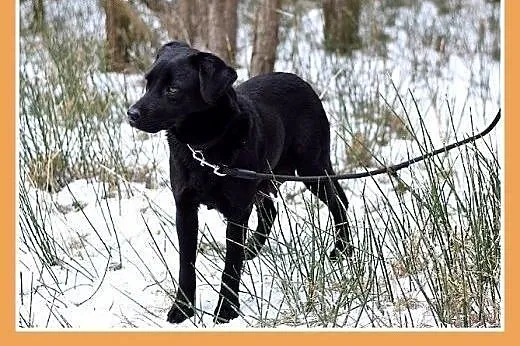 GAJA,średnia,15kg,wielkości gończego,łagodna,wesoł