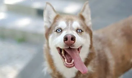Luna rudowłosa piękna sunia husky czeka na dom, ś