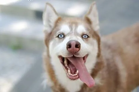 Luna rudowłosa piękna sunia husky czeka na dom,  ś