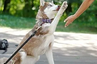 Luna rudowłosa piękna sunia husky czeka na dom,  ś