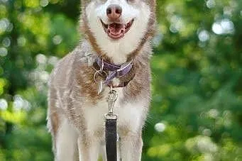 Luna rudowłosa piękna sunia husky czeka na dom,  ś