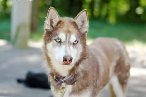 Luna rudowłosa piękna sunia husky czeka na dom,  ś
