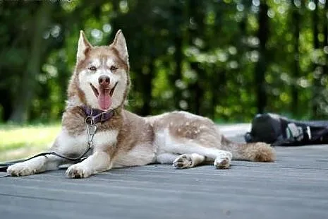 Luna rudowłosa piękna sunia husky czeka na dom,  ś