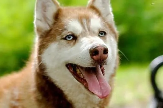 Luna rudowłosa piękna sunia husky czeka na dom,  ś