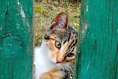 Barwne kociaki - koteczka