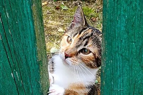Barwne kociaki - koteczka