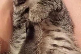 3 miesięczny Simba czeka na dom!,  dolnośląskie Je
