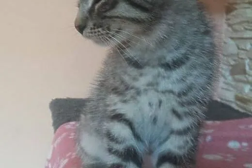 3 miesięczny Simba czeka na dom!,  dolnośląskie Je
