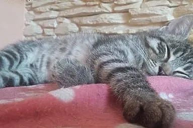 3 miesięczny Simba czeka na dom!,  dolnośląskie Je