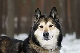 FREJ-husky- wilczek szuka swego człowieka, Sosnowiec