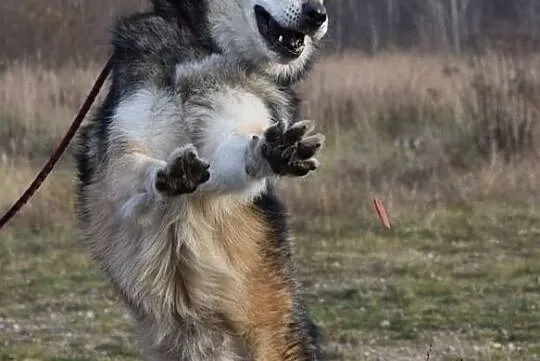 FREJ-husky- wilczek szuka swego człowieka, Sosnowiec