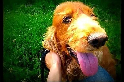 2 letni spaniel Bajor ,spokojny,kontaktowy do ADOPCJI.,  małopolskie Kraków