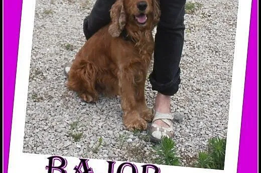 2 letni spaniel Bajor ,spokojny,kontaktowy do ADOP