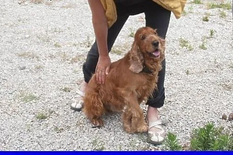 2 letni spaniel Bajor ,spokojny,kontaktowy do ADOP