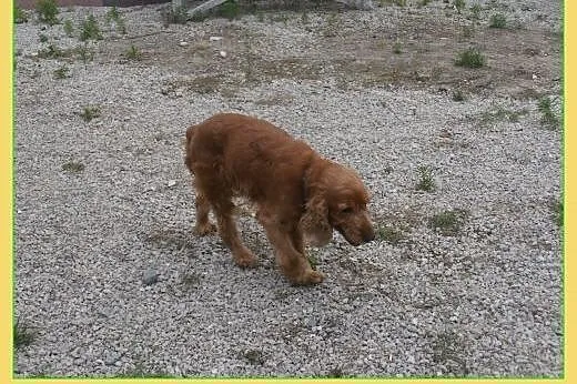 2 letni spaniel Bajor ,spokojny,kontaktowy do ADOP