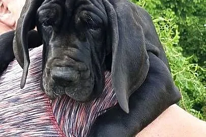 Dog niemiecki suczka, Lubelskie, Kijany