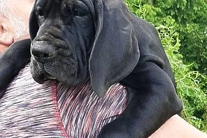 Dog niemiecki suczka, Lubelskie, Kijany