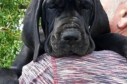Dog niemiecki suczka, Lubelskie, Kijany