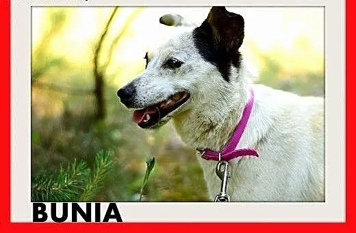 BUNIA,mała,łagodna,wesoła,grzeczna suczka.ADOPCJA,