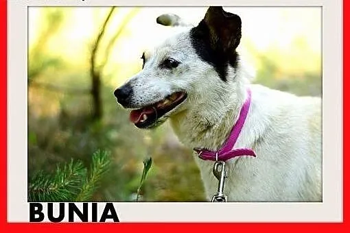 BUNIA,mała,łagodna,wesoła,grzeczna suczka.ADOPCJA,