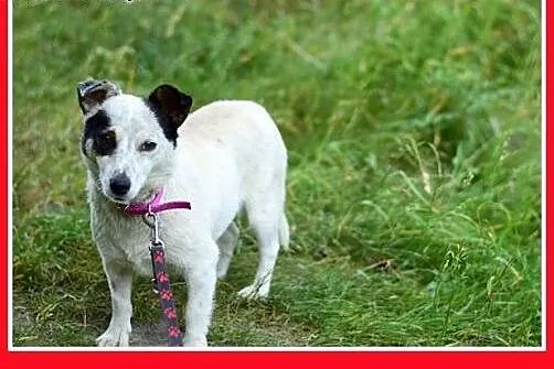 BUNIA,mała,łagodna,wesoła,grzeczna suczka.ADOPCJA,
