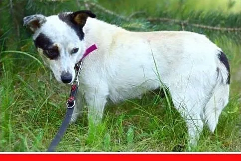 BUNIA,mała,łagodna,wesoła,grzeczna suczka.ADOPCJA,