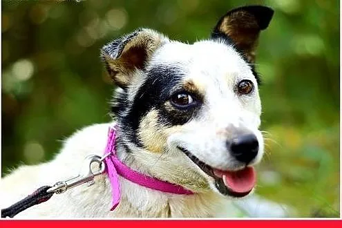 BUNIA,mała,łagodna,wesoła,grzeczna suczka.ADOPCJA,
