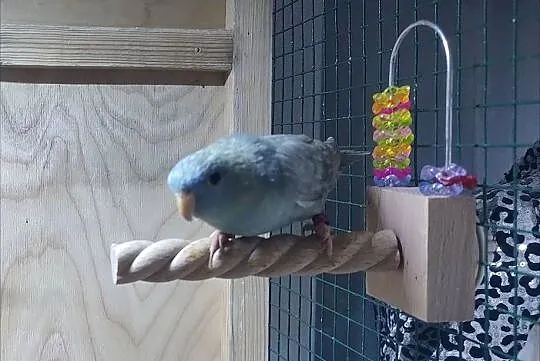 Papużki stokówki katarzynki razem z woliera, Kujawsko-pomorskie, Gniewkowo