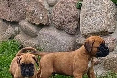 Sprzedam szczeniaki- rasa boxer, Podlaskie, Ciechanowiec