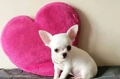 Chihuahua śliczny biały piesek