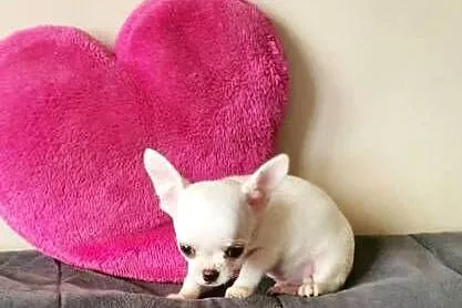 Chihuahua śliczny biały piesek, Śląskie, Częstochowa