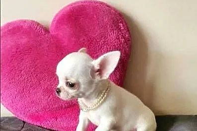 Chihuahua śliczny biały piesek, Śląskie, Częstochowa