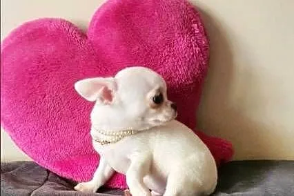 Chihuahua śliczny biały piesek, Śląskie, Częstochowa