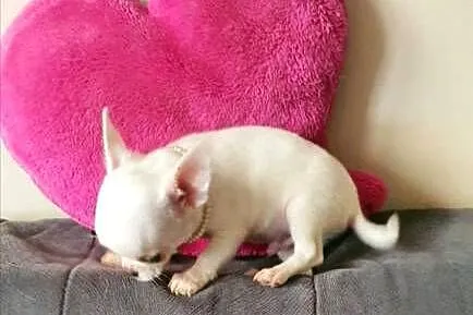 Chihuahua śliczny biały piesek, Śląskie, Częstochowa