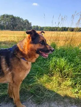 Lizak - wychowany, przyjazny psiak szuka domu!  Lizak to kilkuletni niesamowicie przyjazny psiak, tr, , Warszawa