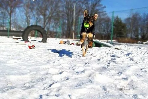 Żywioł Marfi czeka na dom,  małopolskie Tarnów