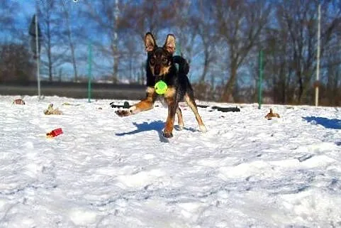 Żywioł Marfi czeka na dom,  małopolskie Tarnów